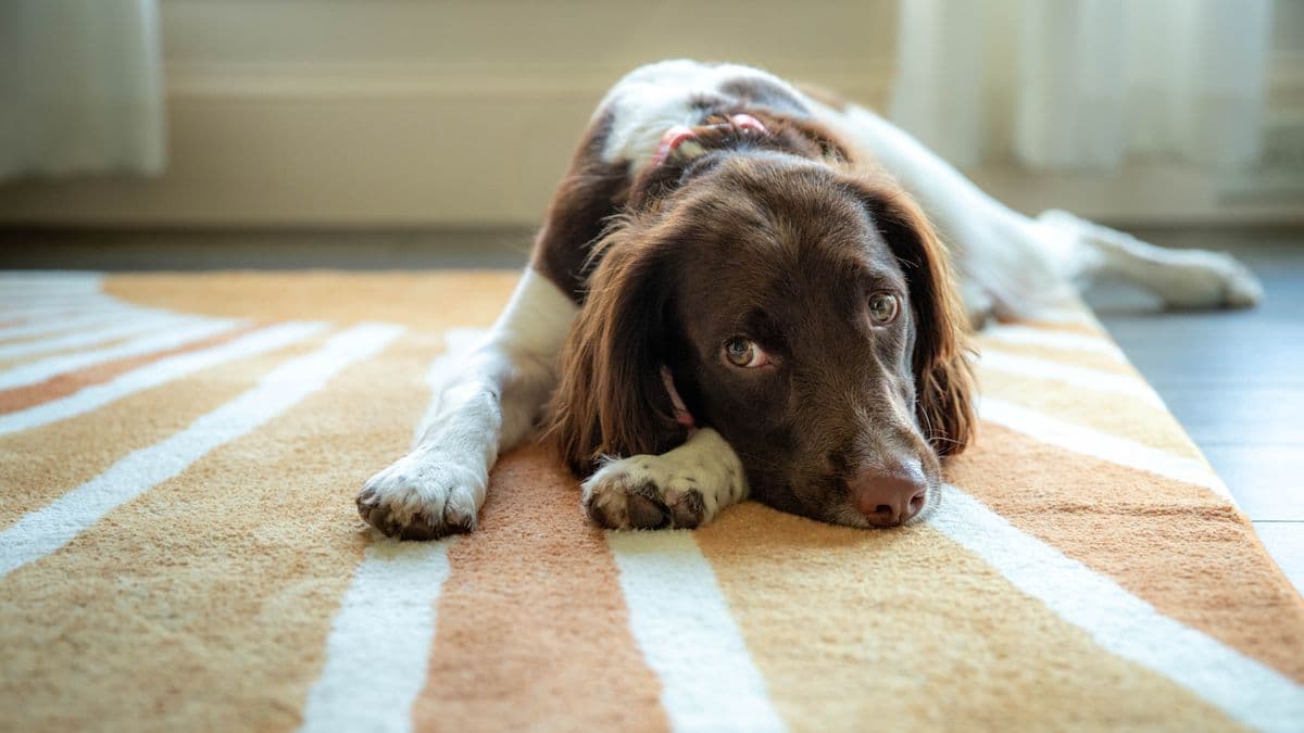 How to Remove Pet Stains: DIY vs Professional